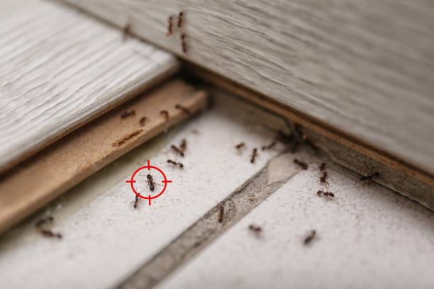 Best Wasp Removal Services  in Thiells, NY